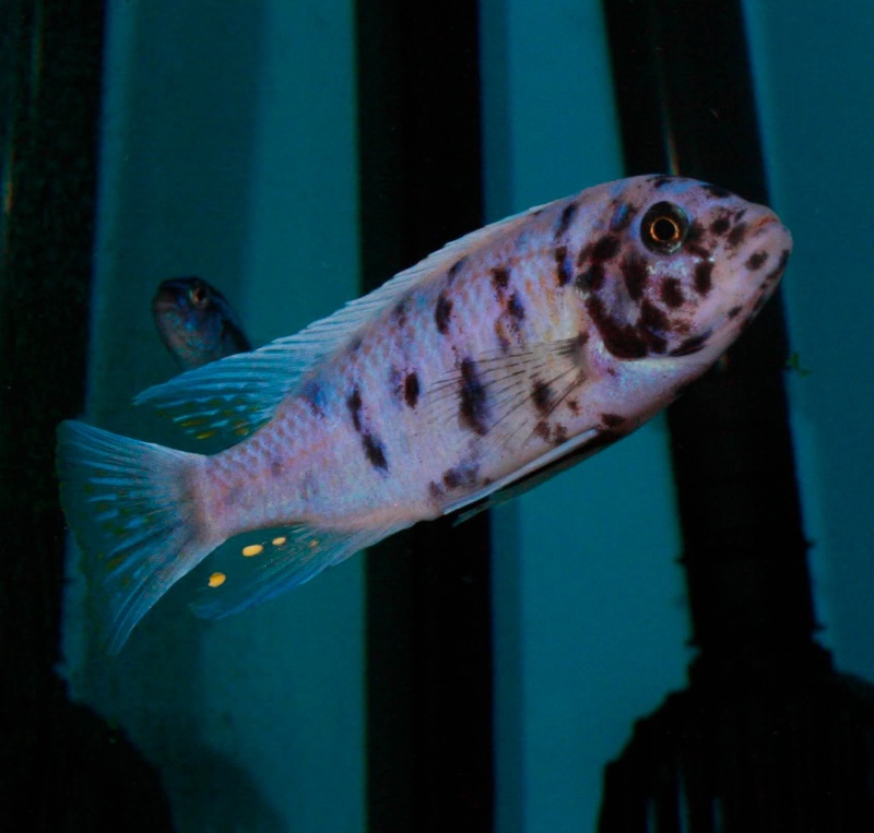 Maylandia zebra 'Mitande Reef (Rocks)'